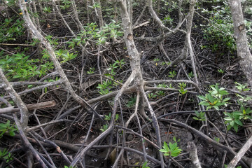 The roots of mangrove trees close-up after low tide.