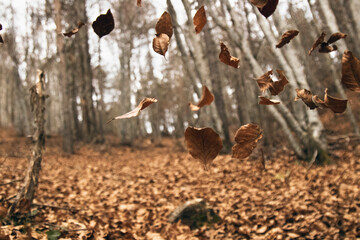 Leaves falling in autumn