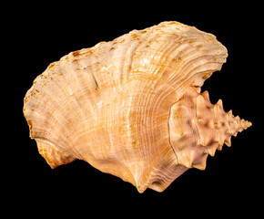 Sea shell isolated on a black background. Beautiful seashell