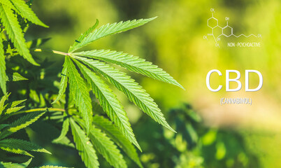 Beautiful sheet of cannabis marijuana with image of the CBD THC Chemical Structural Formula,...