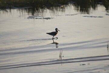 Common greenshank is seeking food