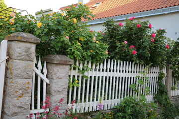 Rose garden in Visby on Gotland, Sweden