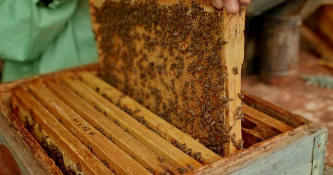Beekeeper opens the hive, fumigates the bees with smoke. Professional work in the apiary. Close-up. 4k, 10bit, ProRes
