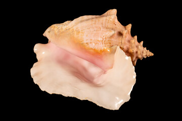 Sea shell isolated on a black background. Beautiful seashell