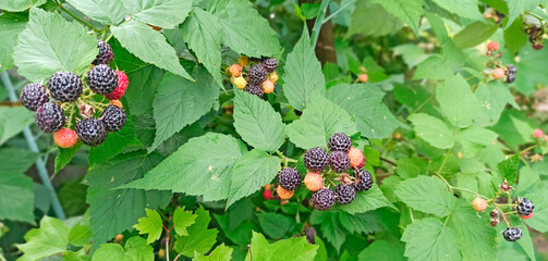 Black raspberry hang on bush. Ripe Rubus occidentalis on branch