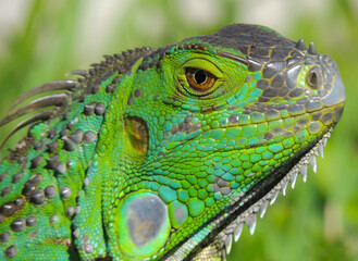 Fototapeta premium Iguana Verde mirando hacia la derecha, color de ojos marrones, piel escamada con cresta dorsal. Fondo desenfocado color verde brillante. dia soleado. colores fuertes. primer plano. verano caluroso