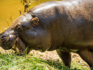 pygmy hippos eating