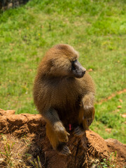 baboon monkeys resting