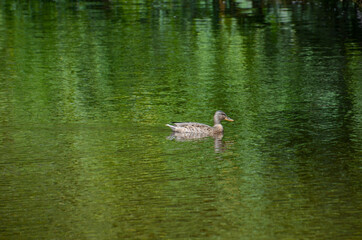 duck on the lake