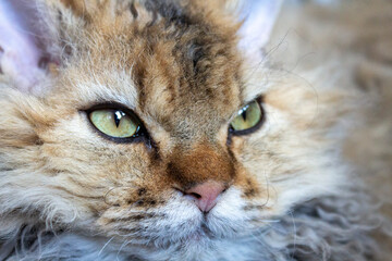 The selkirk rex cat is watching © Stanislaw