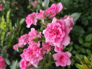 pink and white tulips