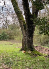 Old Elm tree, textured tree trunk with cat. Natural landscape. wild nature