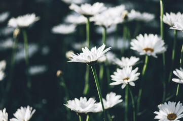 Beautiful white camomiles daisy flowers in garden or fields