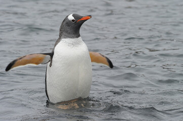 Gentoo Penguin (Pygoscelis papua) - the fastest underwater swimmers