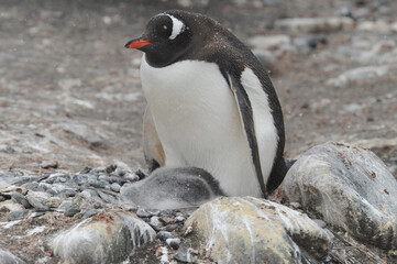 Fototapeta premium Gentoo Penguin (Pygoscelis papua) - the fastest underwater swimmers
