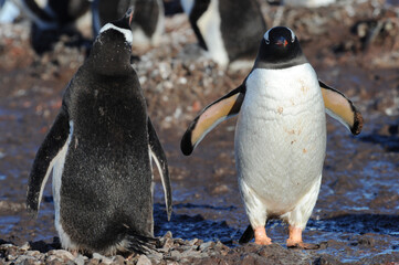 Gentoo Penguin (Pygoscelis papua) - the fastest underwater swimmers