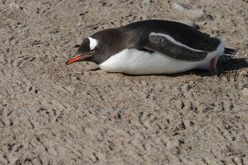 Gentoo Penguin (Pygoscelis papua) - the fastest underwater swimmers