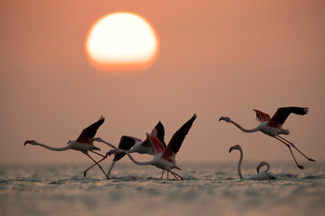 Greater Flamingos takeoff in the morning hours, Asker coast, Bahrain