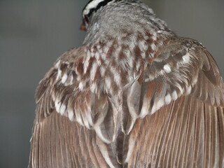 White Crowned Sparrow Feather Detail on Gray Background