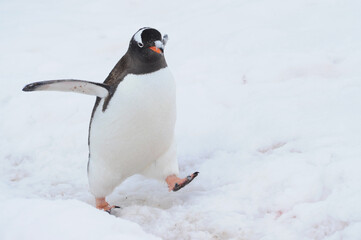 Obraz premium Gentoo Penguin (Pygoscelis papua) - the fastest underwater swimmers