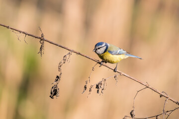 Sikorka modraszka Cyanistes caeruleus na gałązce - akrobacje, zwinność, swoboda © PeterG