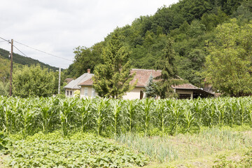 Hinterhof eines Hauses mit Mais und Kartoffel