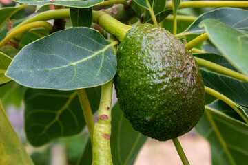 Unripe hass avocado growing on tree and green leaf. Detail of tree in orchard