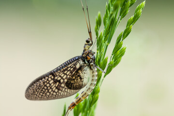 A closeup shot of a butterfly sitting on a green plant