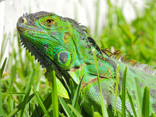 Iguana Verde con ojo marrón y detalles en negro, con escamas y cresta dorsal. levantada mirando al...