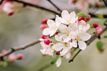 Fototapeta na wymiar Branches of a blossoming apple tree in the garden