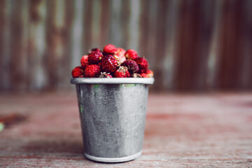 Fresh wild strawberries arrangement in rustic metallic can closeup. Front view on brown wooden table. Harvest