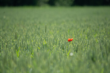 Mohnblume im Kornfeld