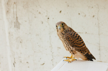 bird of prey of falcon family in city.Kestrel is sitting on air conditioner and looking at camera