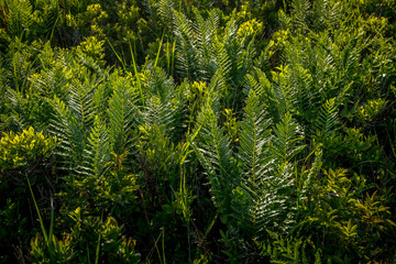 fern leaves in the forest