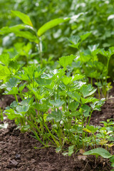 Growing fresh vegetables in the garden on beds in the open ground. Close up view