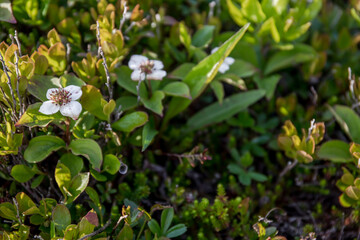 white flowers in the forest