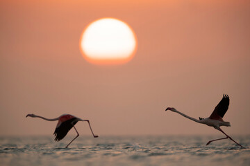 Fototapeta na wymiar Greater Flamingos takeoff