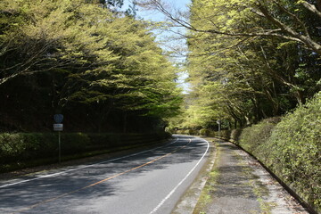 新緑のもみじ　鹿児島県霧島にて