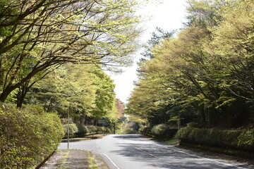新緑のもみじ　鹿児島県霧島にて