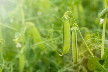 Daylight. shallow depth of field. Peas are blooming in the garden. Natural pure product without the use of chemicals.