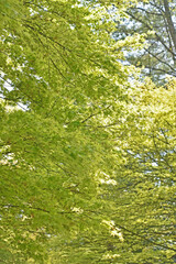 Fototapeta premium 新緑のもみじ 鹿児島県霧島にて