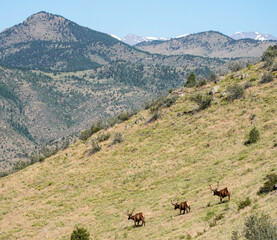 Rocky Mountains - Colorado - Bull Elk