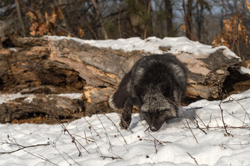 Red Fox (Vulpes vulpes) Steps Forward Sniffing in Snow Winter