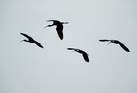 Silhouette of Glossy Ibis flying , Bahrain