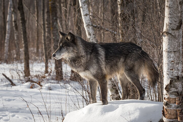 Fototapeta na wymiar Black Phase Grey Wolf (Canis lupus) Stands On Top Snow Covered Rock Winter