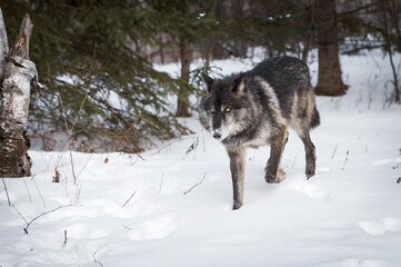 Black Phase Grey Wolf (Canis lupus) Trots Through Snow Winter
