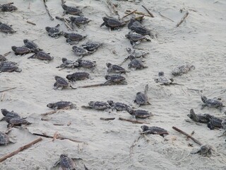 Sea Turtle Hatchlings Crawling Across Sandy Beach Toward Ocean for the First Time