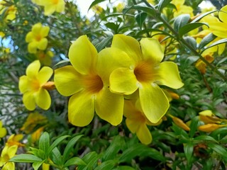 yellow plumeria flowers