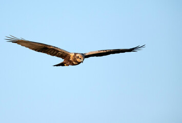 Eurasian Marsh harrier hovering, Bahrain