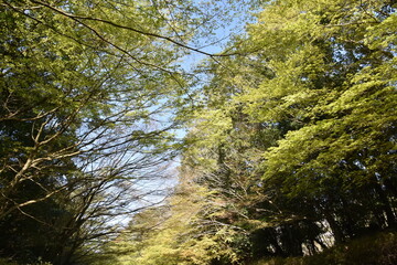 新緑のもみじ　鹿児島県霧島にて